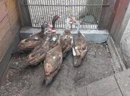 Grajewo ogłoszenia: Sprzedam kaczki I kaczory francuskie. Możliwość oględzin w... - zdjęcie