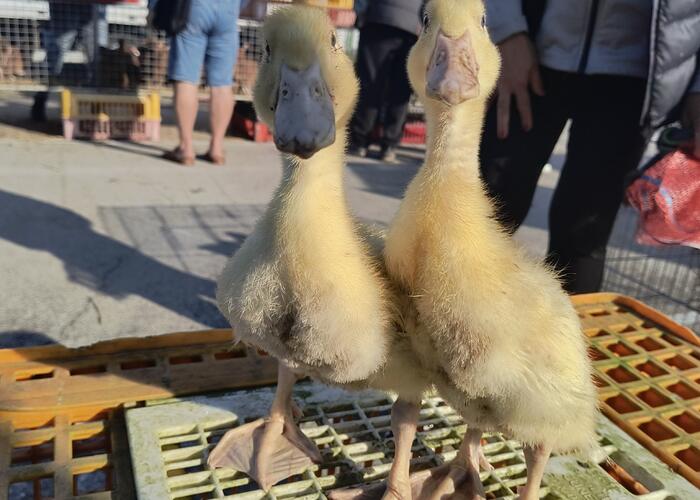 Grajewo ogłoszenia: Kaczki Pekin 3tyg i 5tyg